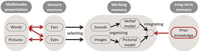 Exploring the multimedia effect in testing: the role of coherence and item-level analysis